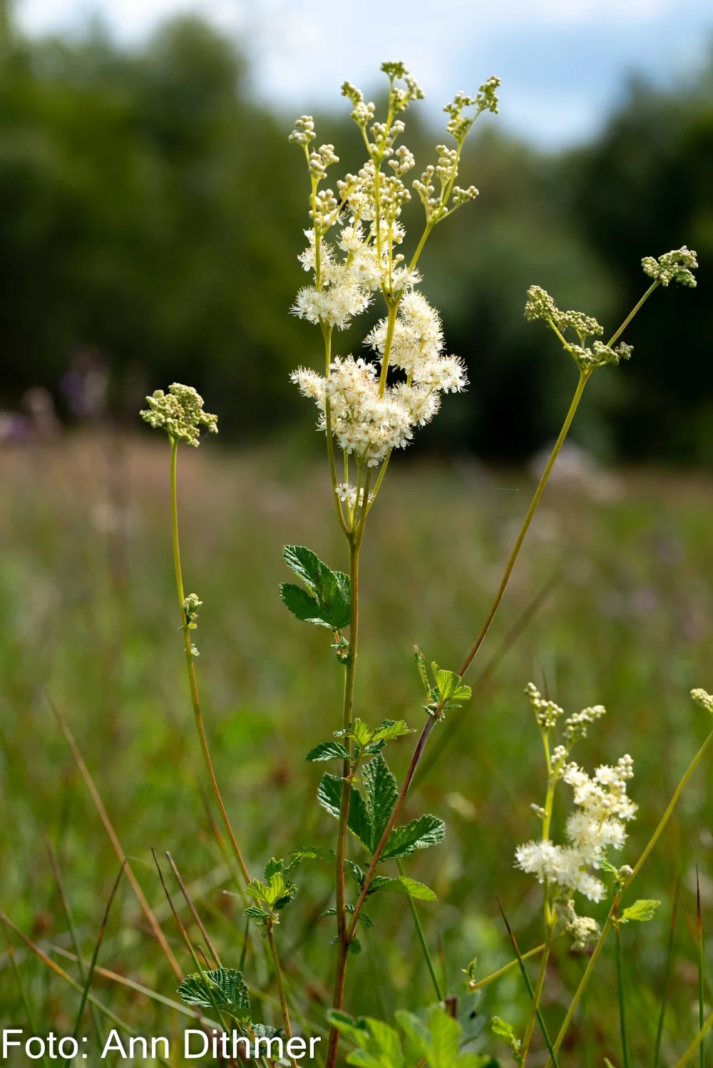 Alm. Mjødurt Alm. Mjødurt